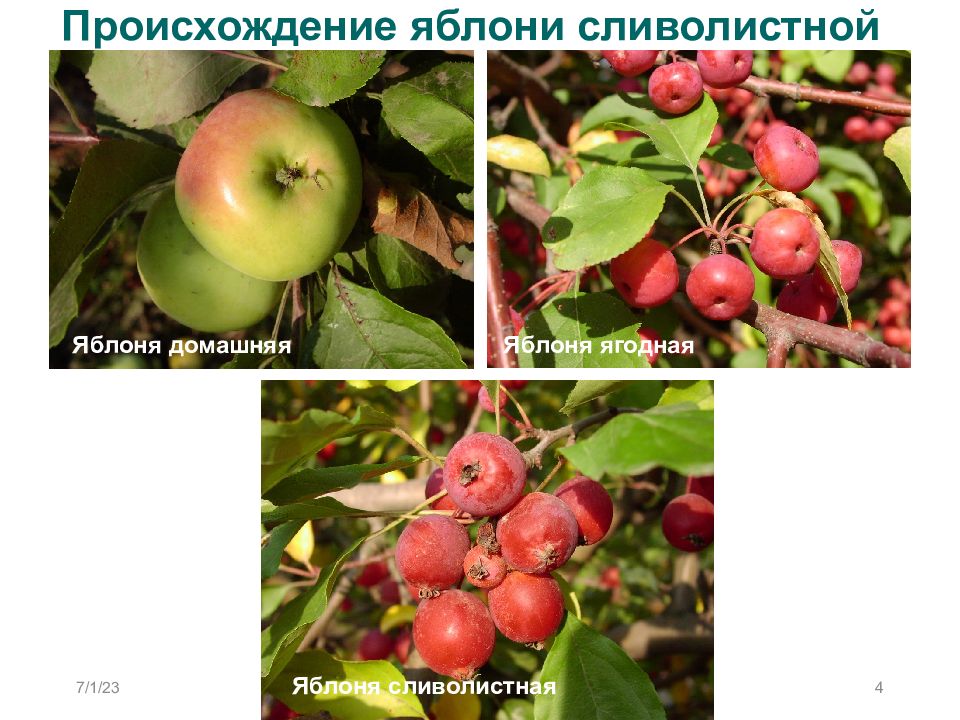 происхождение крылатого выражения яблоко раздора. происхождение яблок. яблоня санданс. сообщение о яблоке. проект про яблоню.