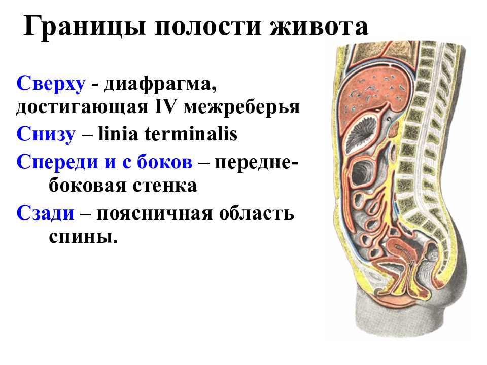 Топография брюшной стенки презентация