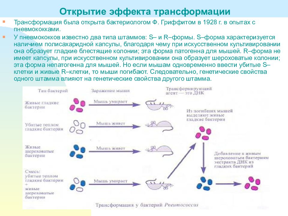 Форма перенос. Трансформации генетического материала. Открытие явления трансформации. Открытие явления трансформации у бактерий. Открыл явление трансформации у бактерий.