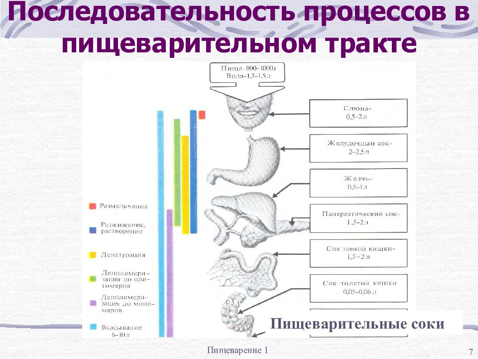 Последовательность пищеварения