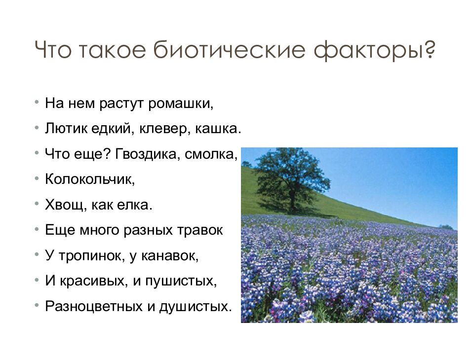 Что такое биотические факторы?