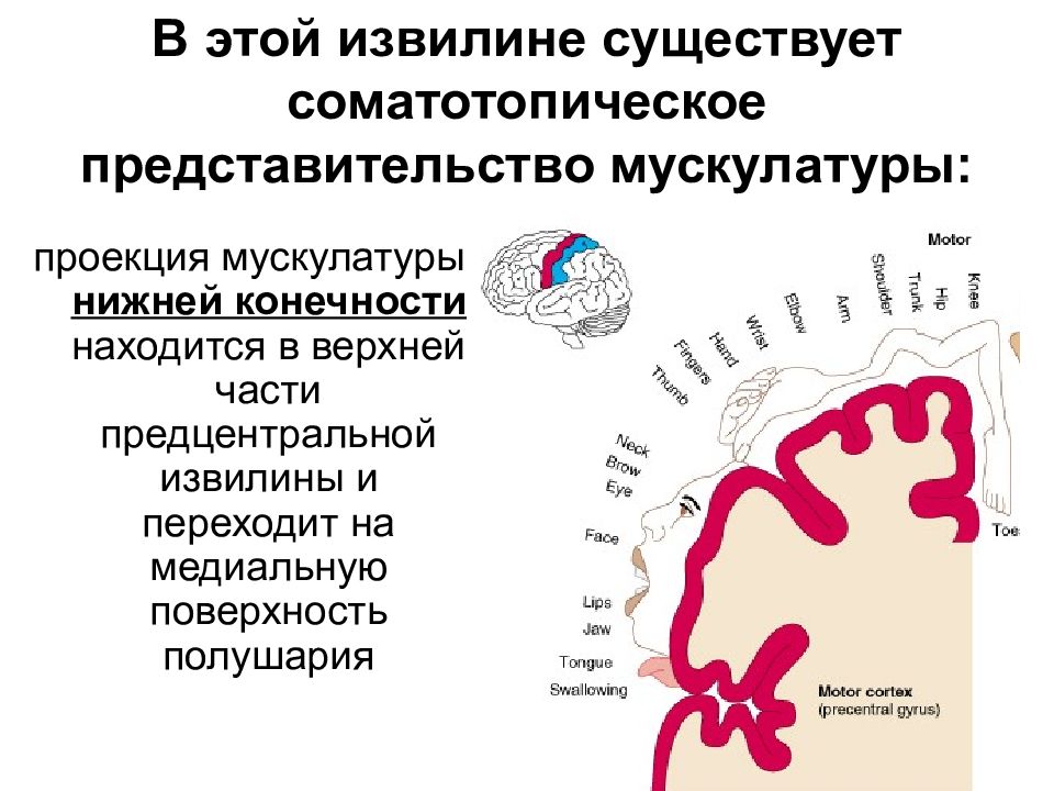 Двигательная сфера. Соматотопическая проекция. Принцип соматотопической организации. Гумункулюспрецентральнаяизвилина. Соматотопическое распределение в извилине.