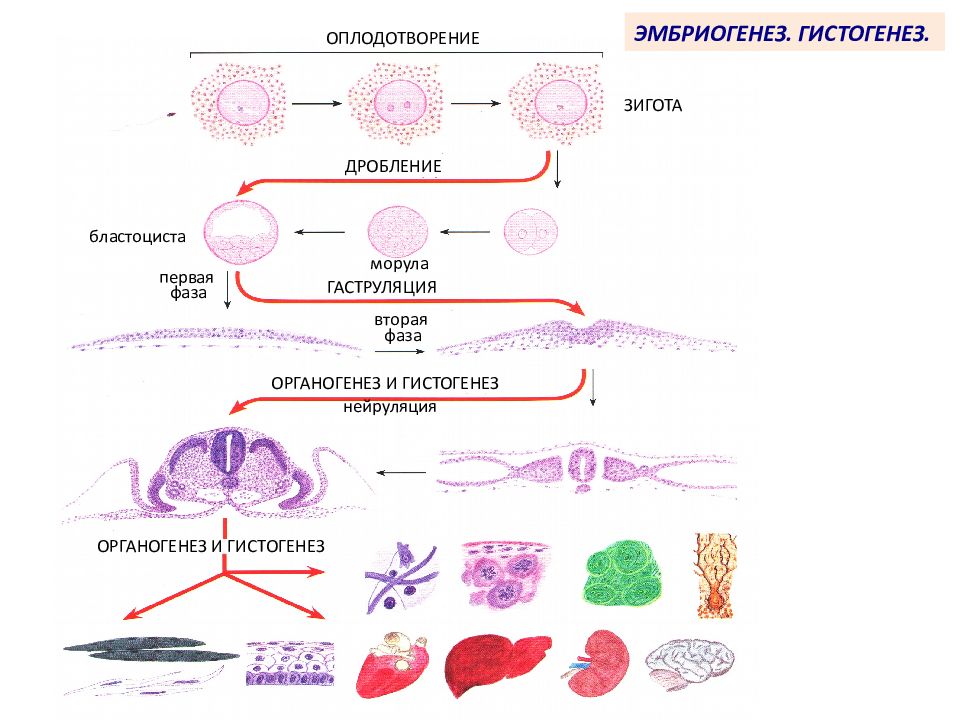 1 оплодотворение 2 зигота. Эмбриональный гистогенез гистология схема. Онтогенез тканей гистология. Непрямой онтогенез гистология. Эмбриогенез гистогенез.