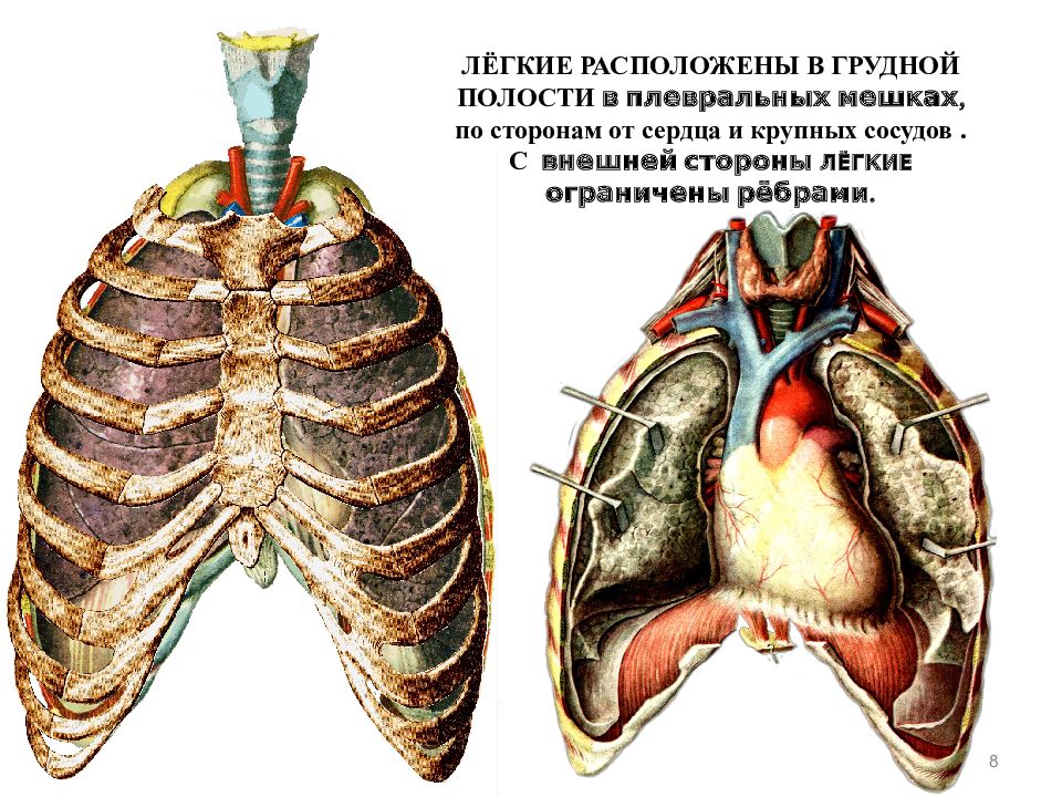 Где находятся легкие. Грудная полость топографическая анатомия. Анатомия плевральной полости грудной клетки. Расположение легких. Расположение легких у человека.