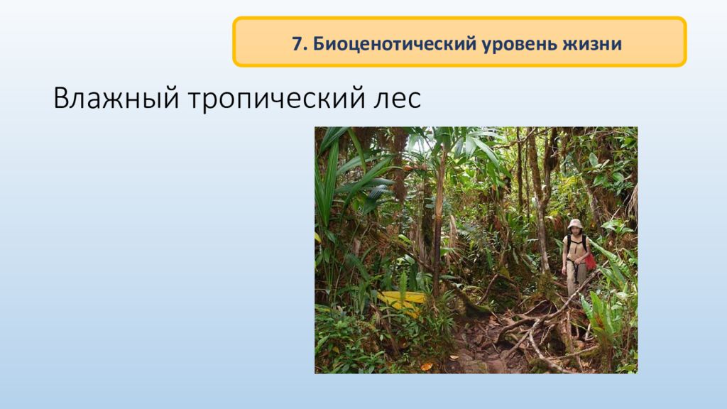 Уровни организации живого биоценотический. Лимитирующие факторы тропических лесов. Биоценотический уровень. Биоценотический уровень организации жизни примеры. Тропический лес Индии презентация.