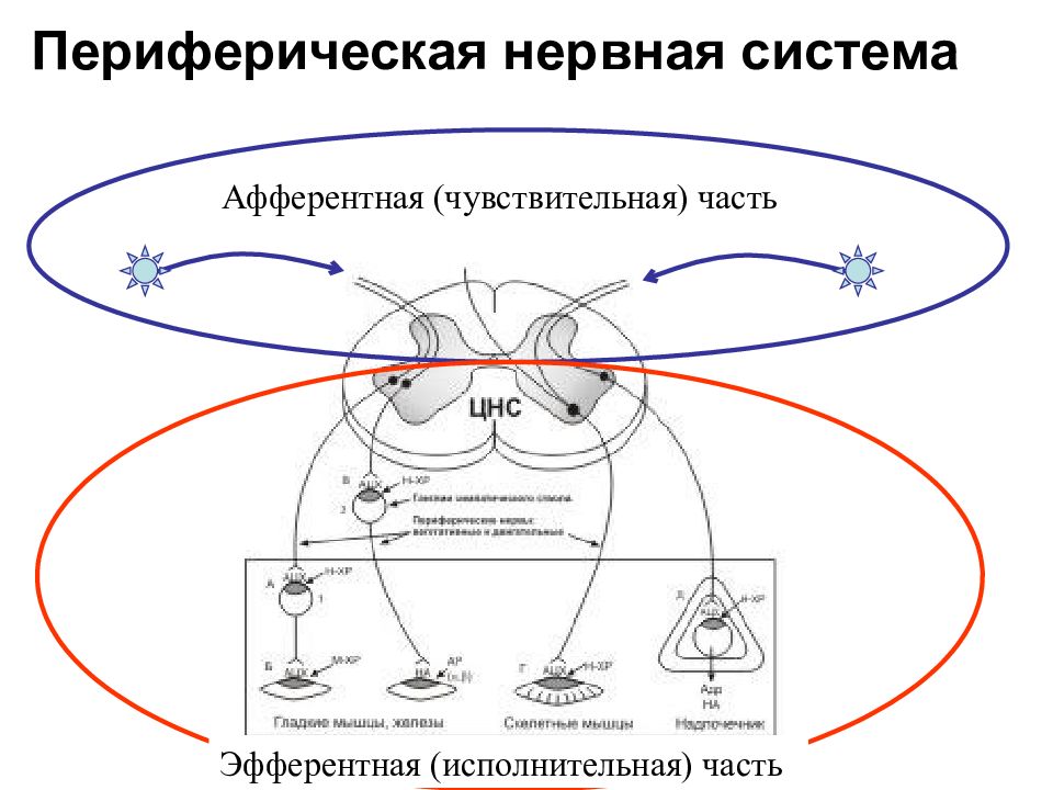 Периферическая нервная система афферентная и Эфферентная. Периферическая нервная система афферентная. Афферентная иннервация схема. Эфферентная нервная система схема.