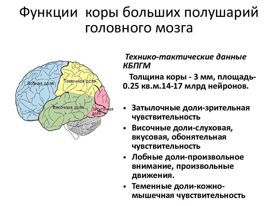 Функции коры больших полушарий головного мозга