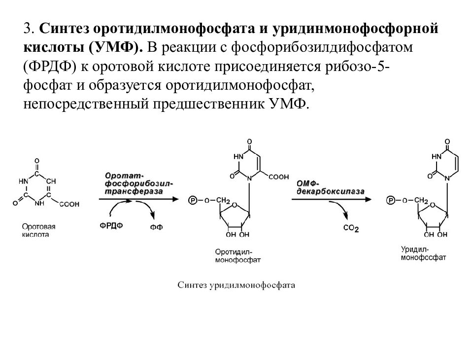 Для синтеза кислот используют. Оротовая кислота уридин-5-монофосфат. Схема синтеза оротовой кислоты. Оротовая кислота Синтез. Оротидин рибозо 5 фосфат.
