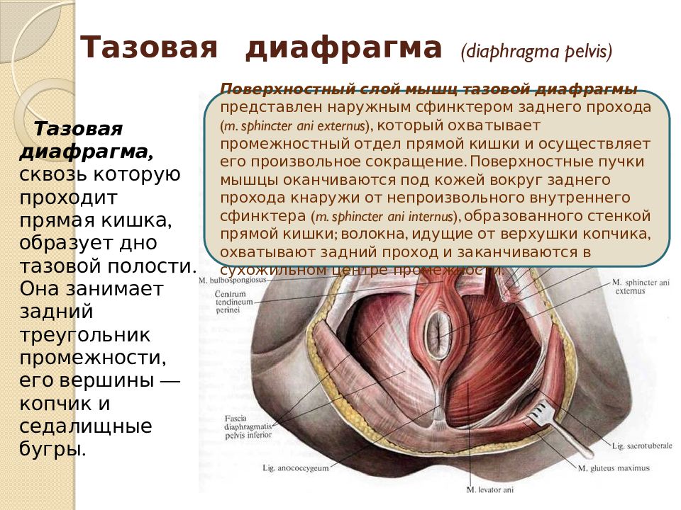 Мочеполовая диафрагма картинки