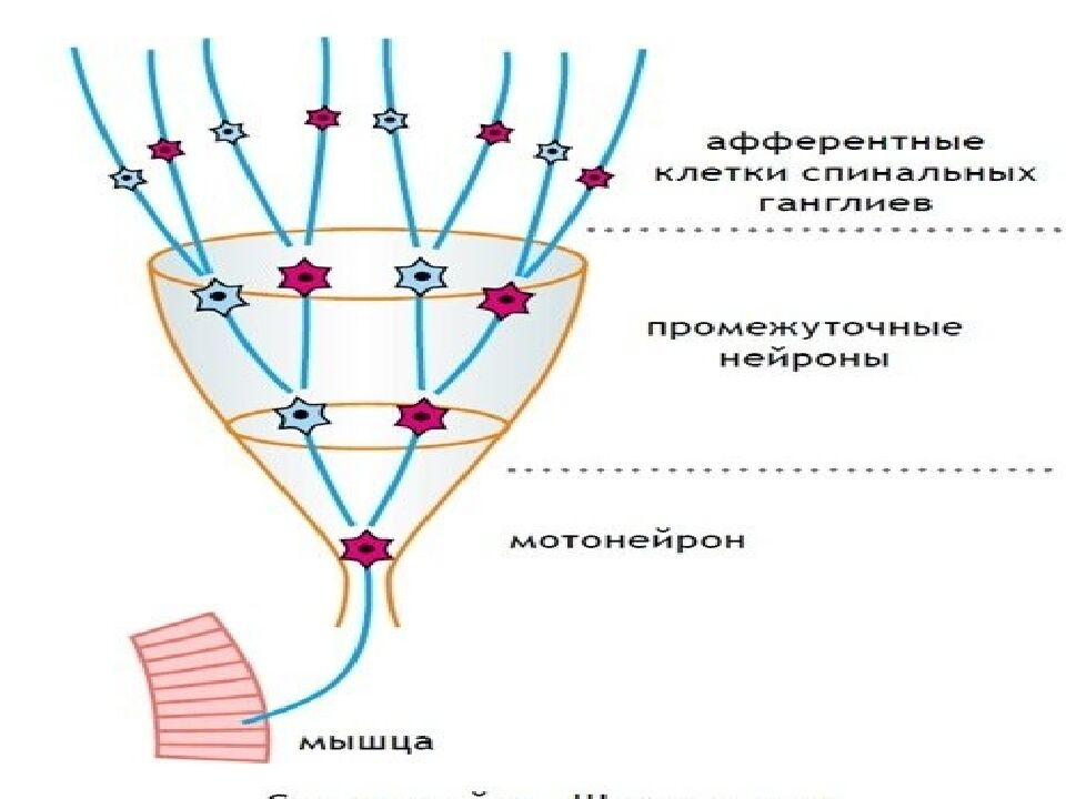 Лекция 5 Физиология нервной системы