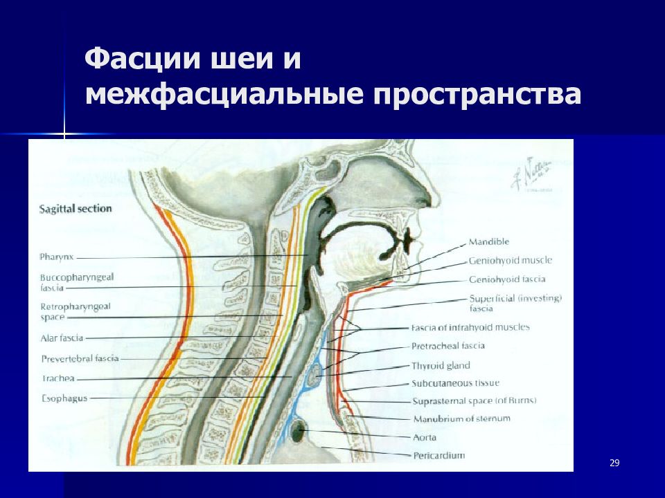 Пространства шеи. Межфасциальные пространства шеи по Шевкуненко. Предвисцеральное пространство шеи. Межапоневротическое пространство шеи. Фасции и межфасциальные пространства шеи.