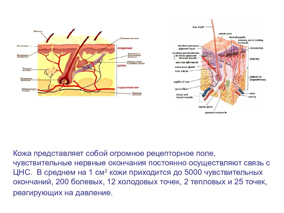 Кожа представлена. Строение нервной системы кожи. Строение кожно мускульного анализатора. Нерв кожного анализатора. Схема кожного анализатора человека.