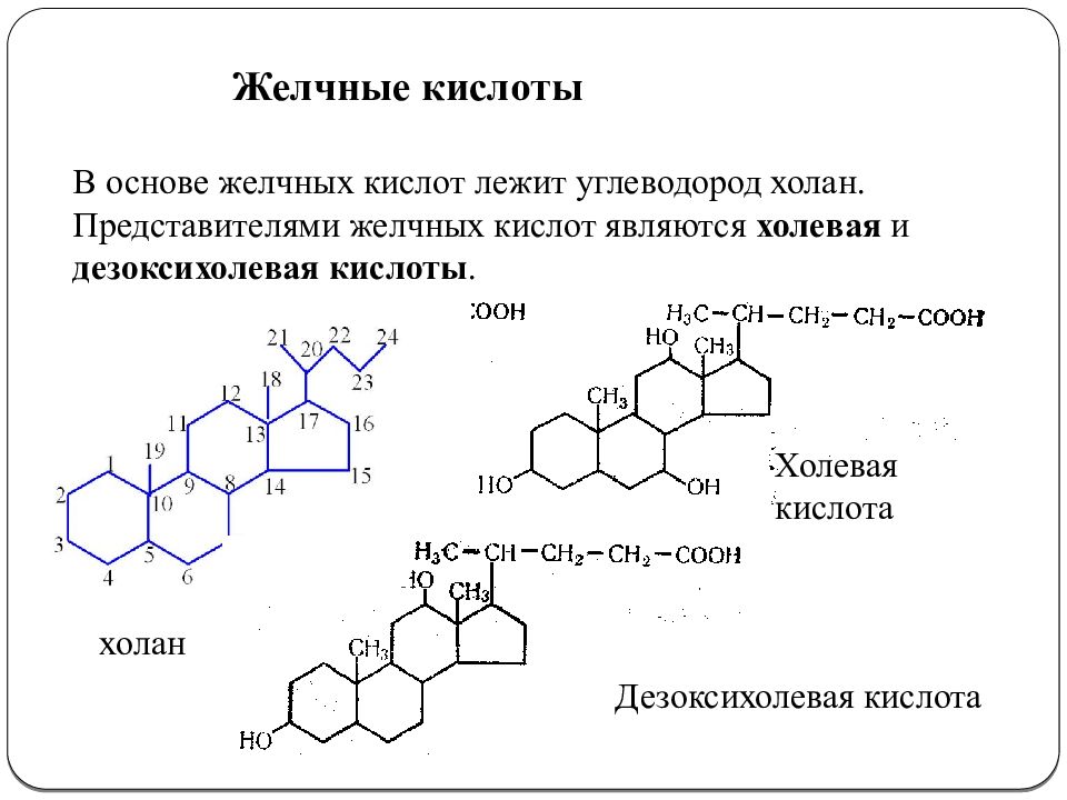 Липиды желчных кислот