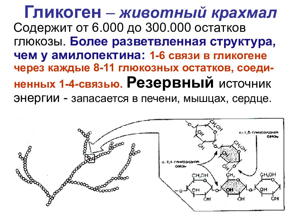УГЛЕВОДЫ: функции и обмен Гликоген – животный крахмал