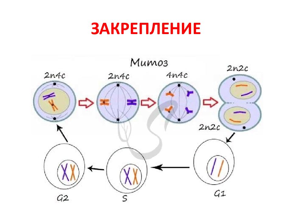 Мейоз схема с хромосомным набором