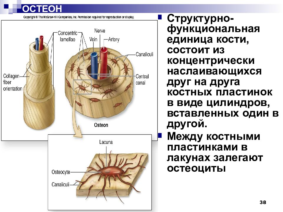 Костные пластинки