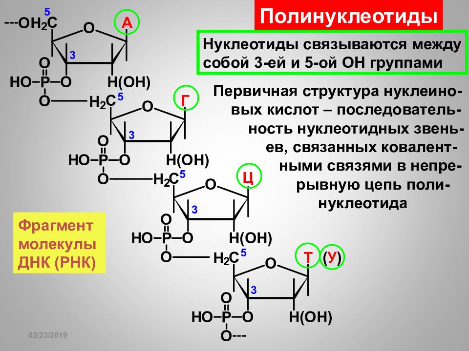 Химические соединения днк. Тип связи между двумя нуклеотидами ДНК. Строение полинуклеотидной цепи РНК. Формула аденилового нуклеотида. Нуклеотиды и полинуклеотиды.