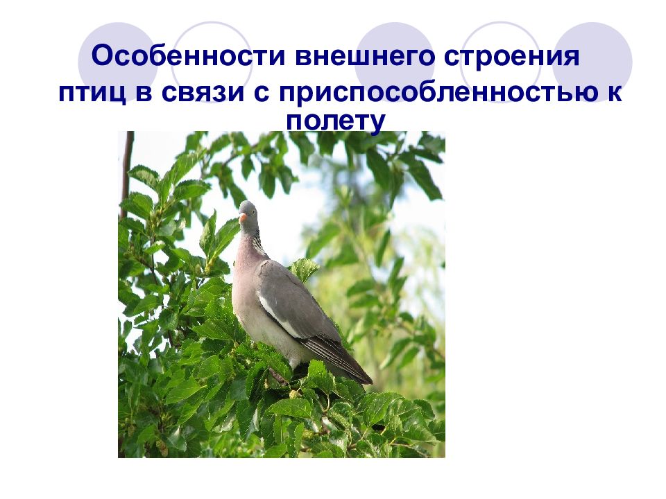 Особенности внешнего строения птиц 7 класс. Особенности внешнего строения птица в связи. Приспособленность птиц к полету во внешнем строении. Особенности внешнего строения птиц в связи с полетом. Внешнее строение тела птицы.