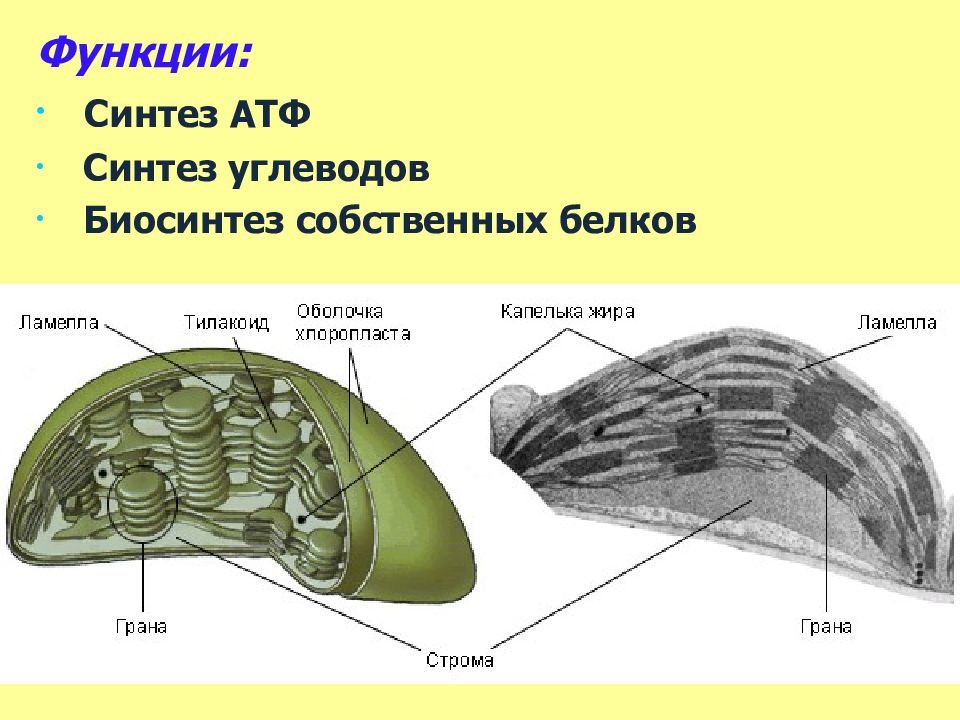 Строение хлоропласта Строма. Строение хлоропласта Ламелла. Тилакоиды Гран хлоропласта. Ламеллы хлоропластов.