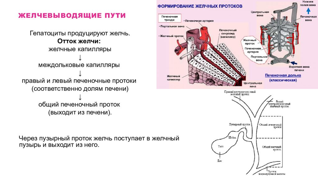 Отток желчи. Желчные протоки печени гистология. Желчный проток печени гистология. Желчные протоки дольки печени. Схема путей оттока желчи.