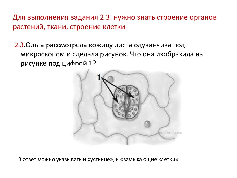 Клетка кожицы листа одуванчика. Опущение вокруг устьиц. ВПР биология репликация рисунок.