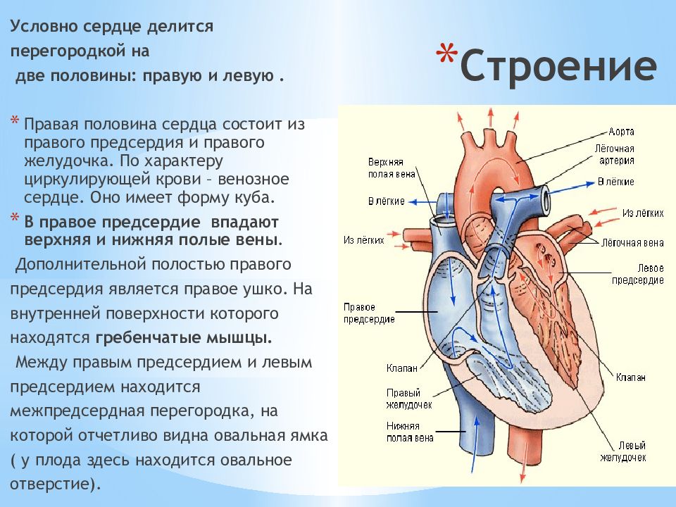 Две нижних полых вены. Верхняя и нижняя полые вены. Нижняя полая Вена сердца. Нижняя полая Вена анатомия сердца. Нижняя полая Вена где находится.