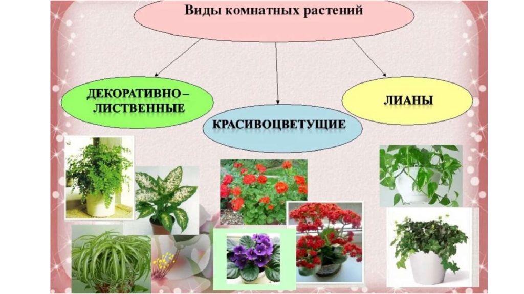 Декоративное цветоводство проект