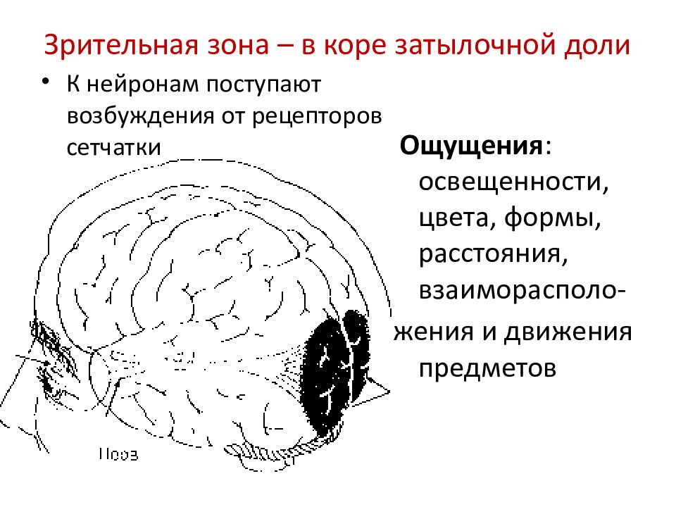 Нейроны в затылочной доле коры. Зрительная зона коры головного мозга. Зрительная зона коры головного мозга расположена в. Зрительные доли коры головного мозга.