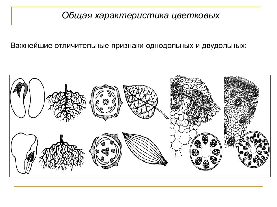 На каком рисунке продемонстрирован признак характерный для класса однодольные растения