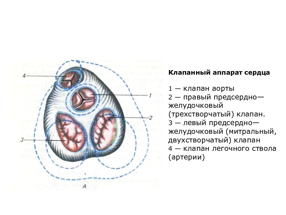 Рисунок клапанный аппарат сердца