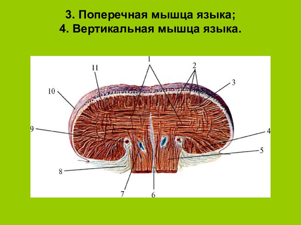 Мышцы Языка Анатомия Картинки