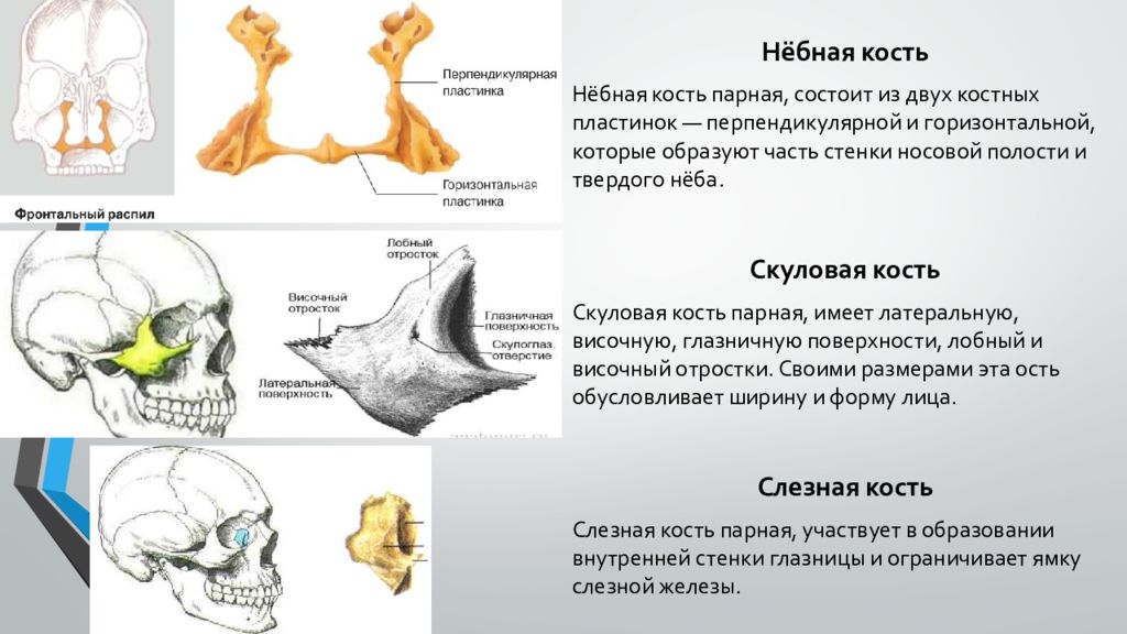К какому отделу черепа относится скуловая кость. Лицевой отдел черепа нёбная кость. Скуловая кость черепа анатомия. Кости лицевого отдела черепа небная кость. Кости лицевого отдела черепа небная скуловая.