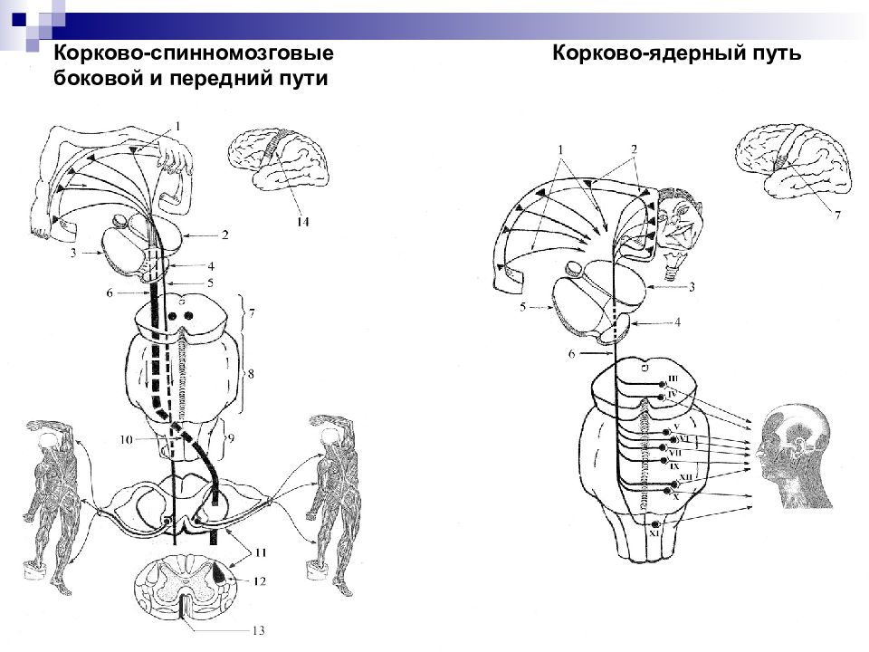 Корково спинномозговой путь схема