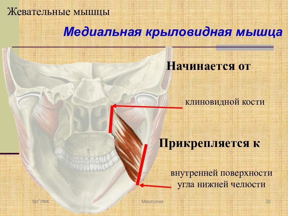 Латеральная крыловидная. Медиальная крыловидная мышца. Место прикрепления медиальной крыловидной мышцы. Латеральная крыловидная мышца. Латеральная и медиальная крыловидные мышцы.