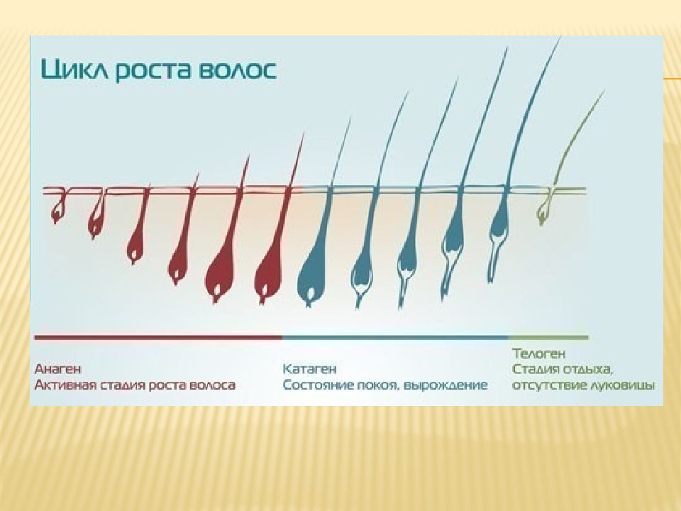 Схема роста волос на теле