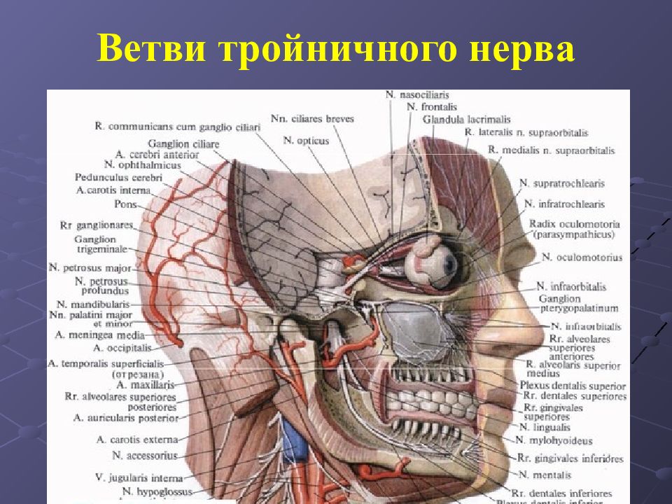 Презентация топографическая анатомия