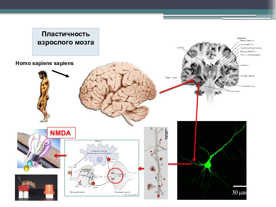 Тест мозга 4. Нейропластичность мозга. Механизмы нейропластичности мозга. Карта мозга. Нейронная пластичность мозга.