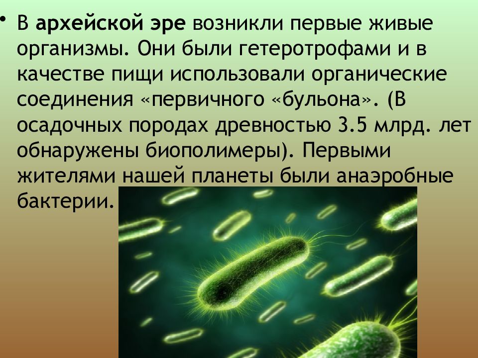 Презентация по биологии 6 класс историческое развитие растительного мира пономарева