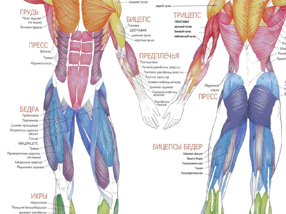 Расположение мышц