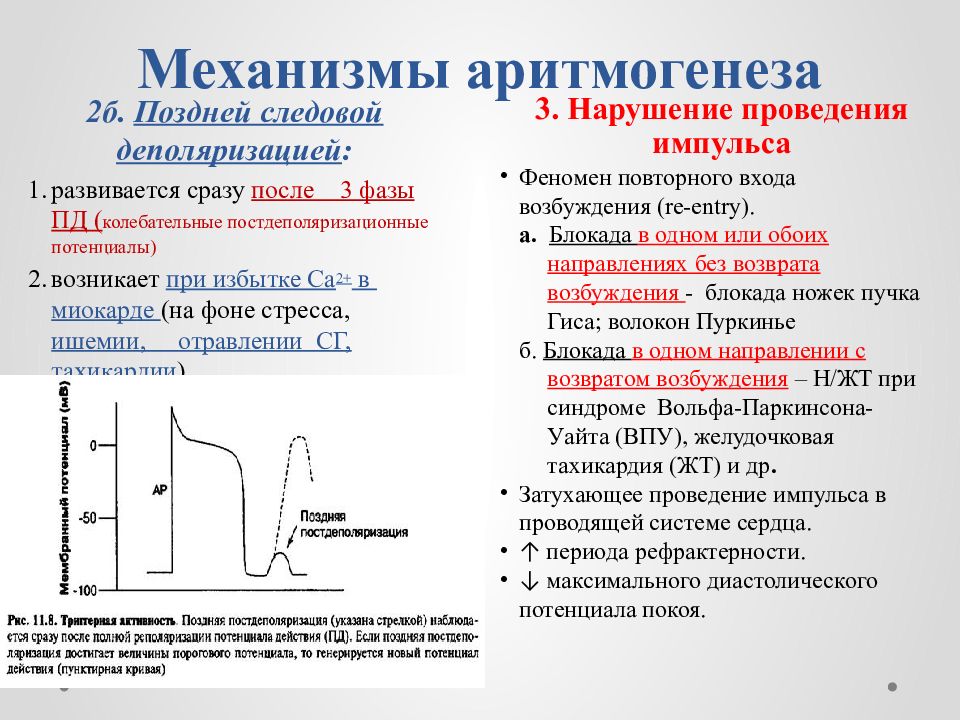 Механизм действия антиаритмических препаратов. Механизмы аритмогенеза. Антиаритмические препараты презентация. Антиаритмические препараты класса II. Механизм действия антиаритмических средств.