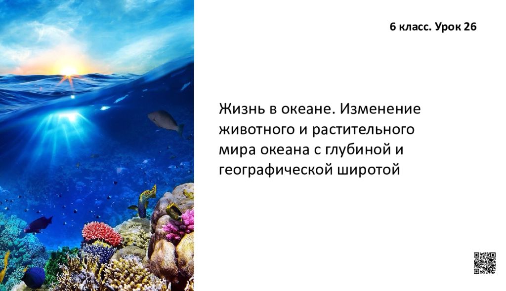 Жизнь в океане. Изменение животного и растительного мира океана с глубиной и