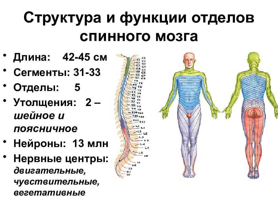 Двигательный центр спинного мозга. Функции отделов спинного мозга. Рефлекторная функция 8 шейных сегментов спинного мозга.
