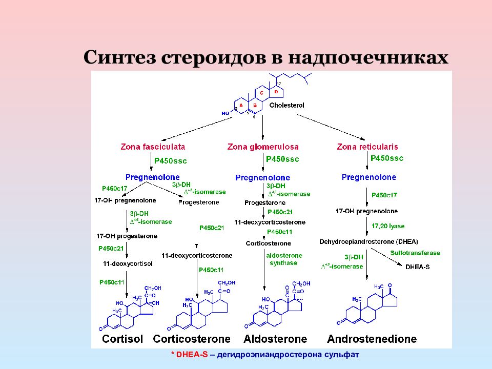 Схема биосинтеза стероидных гормонов