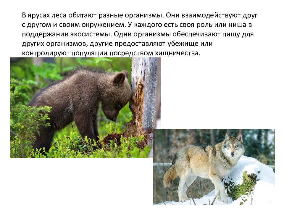 Текст о животных обитающих в лесу. Текст о животных обитающих в лесу