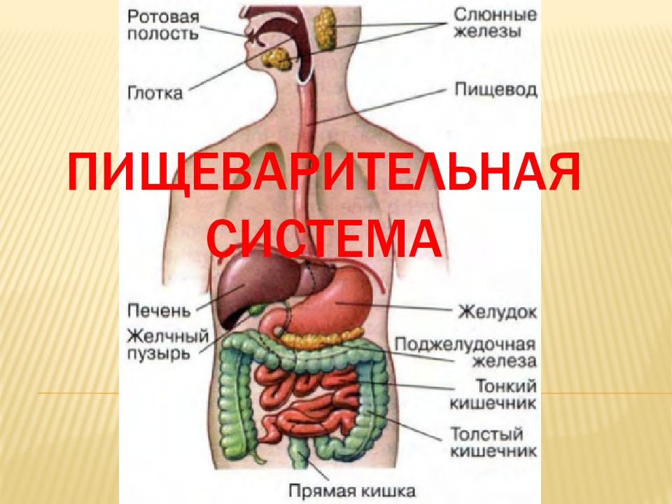 Пищеварительная система огэ презентация