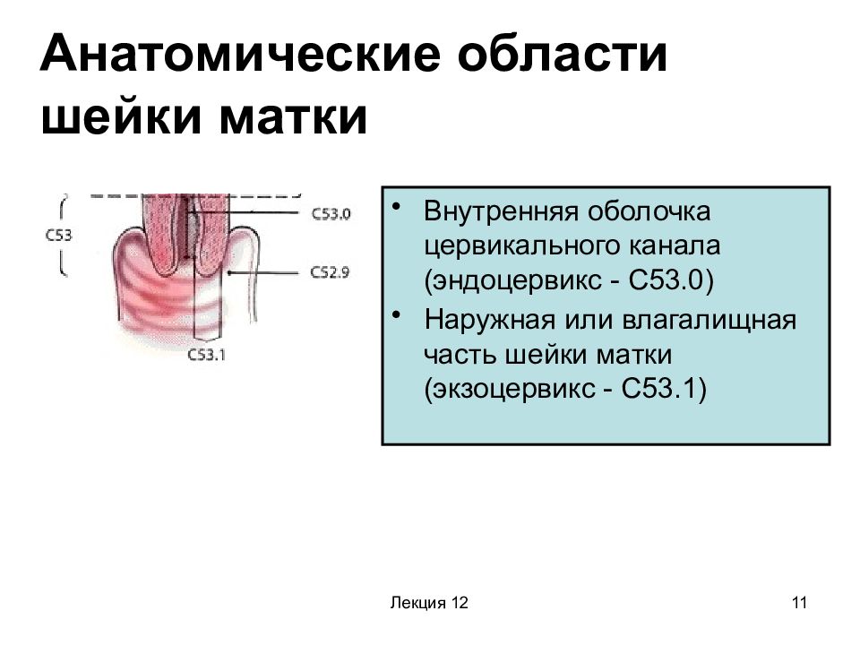 Цервикальный канал картинка