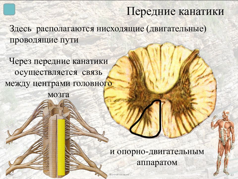 Канатики спинного мозга. Передний канатик спинного мозга анатомия. Передний боковой и задний канатики спинного мозга. Передний канатик спинного могза.