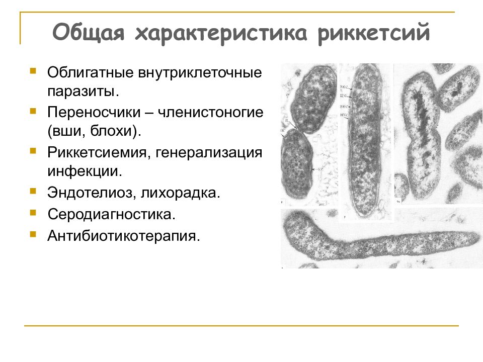 Внутриклеточные паразиты. Rickettsia prowazekii жизненный цикл. Общая характеристика риккетсий. Риккетсии среда обитания. Риккетсии внутриклеточный паразитизм.