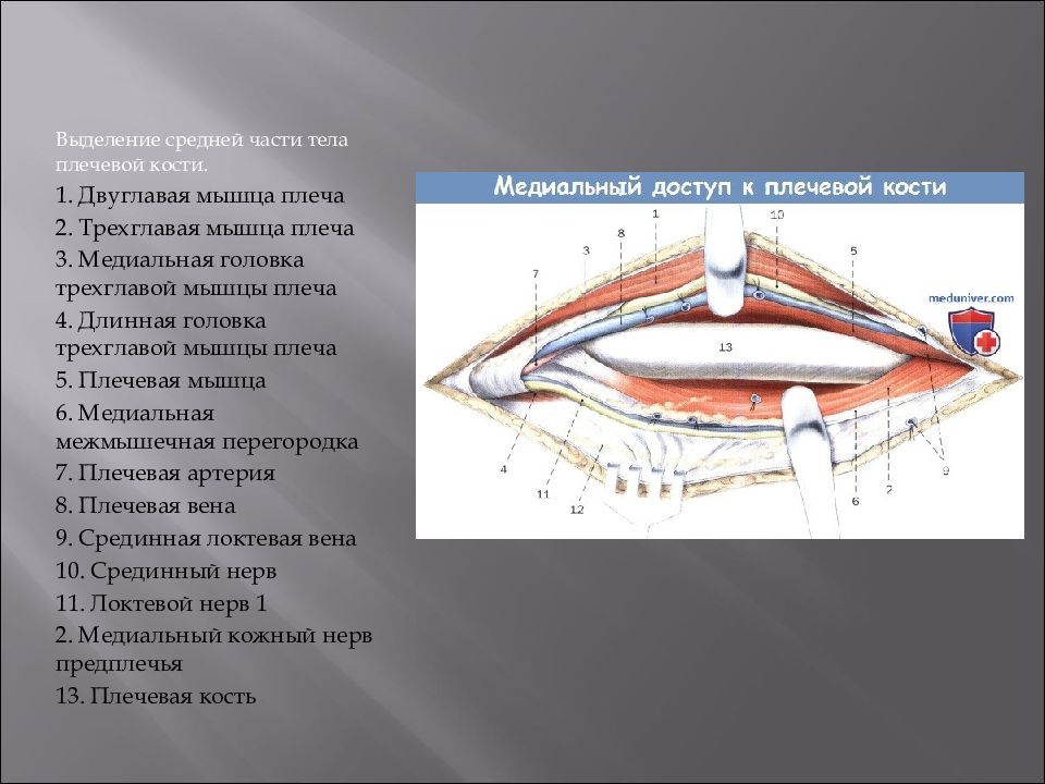 Тела выделяют