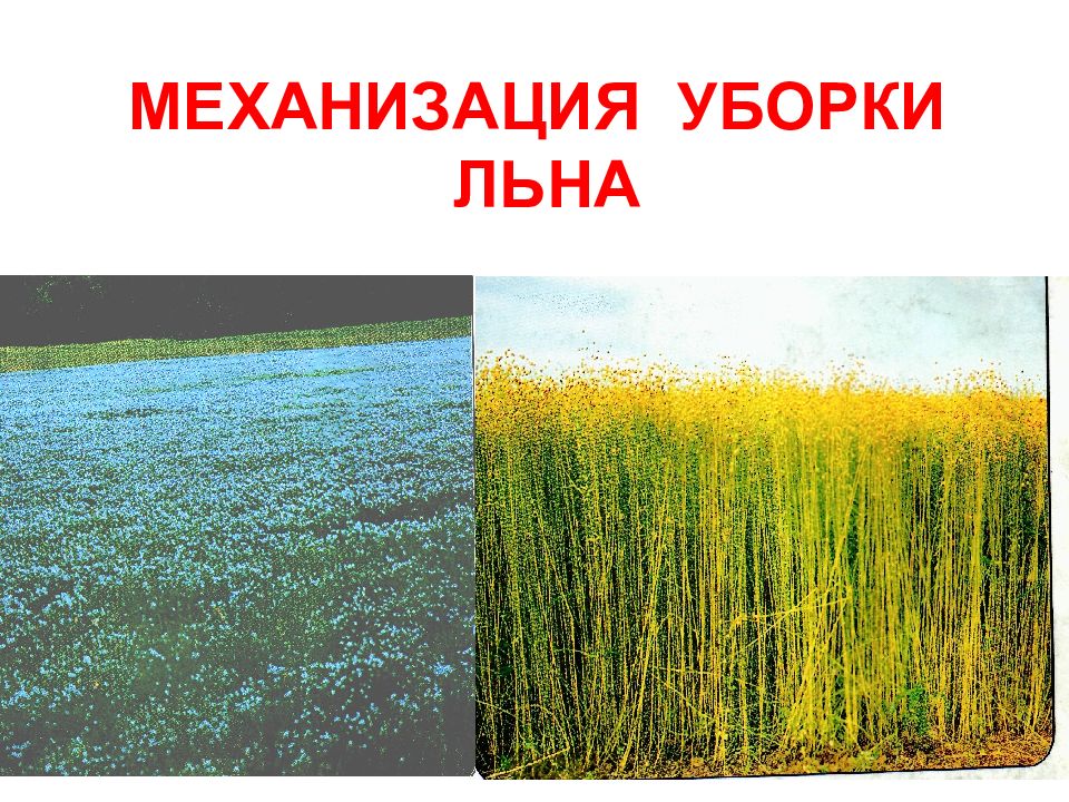 МЕХАНИЗАЦИЯ УБОРКИ ЛЬНА